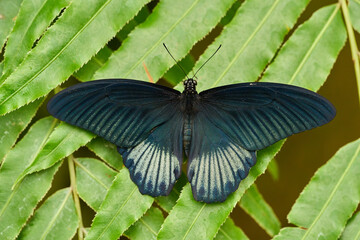 Great Mormon butterfly on leaf