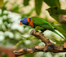 Rainbow lorikeet on forest perch