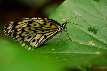 Paper Kite butterfly on green leaf