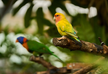 Lovebird on branch with blurred parrot