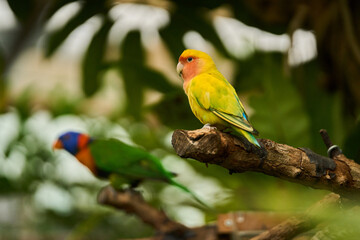 Lovebird on branch with blurred parrot