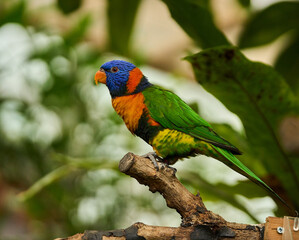 Rainbow lorikeet on forest perch