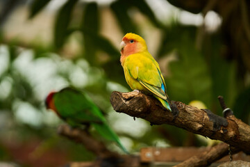 Lovebird on branch with blurred parrot