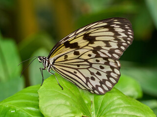 Paper Kite butterfly on green leaf