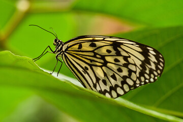 Paper Kite butterfly on green leaf