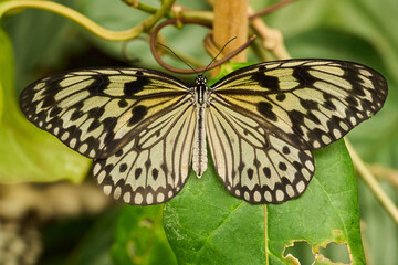 Paper kite butterfly on leaf