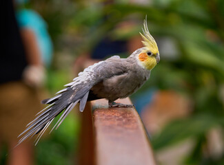 Cockatiel resting on rail