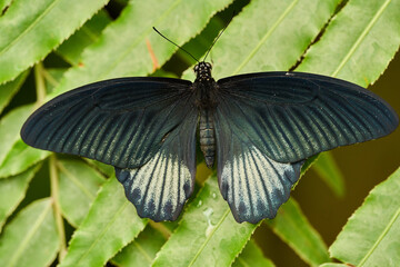 Great Mormon butterfly on leaf