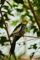 Cockatiel resting on branch