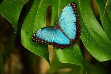 Blue Morpho butterfly on green leaf