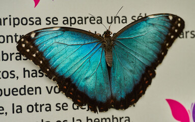 Blue morpho on information board