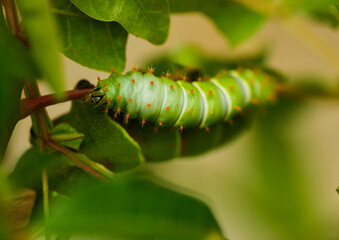 Atlas moth caterpillar closeup