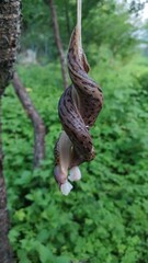 Slugs mating in the air