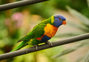 Rainbow lorikeet on forest perch