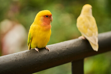 Yellow lovebird on metal perch