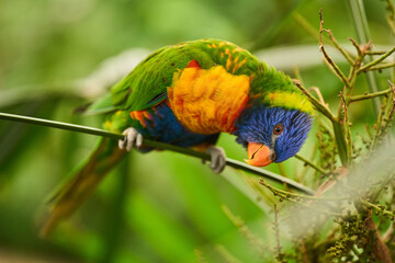 Rainbow lorikeet on forest perch