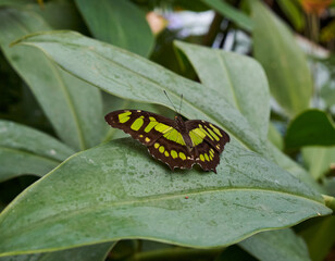 Malachite butterfly on green leaf