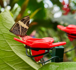 Dirce Beauty butterfly on feeder