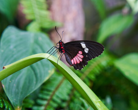 Pink Cattleheart butterfly on leaf