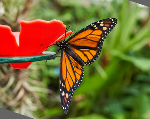 Monarch butterfly feeding on nectar