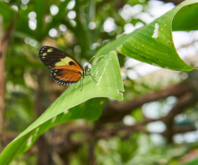 Tiger Longwing butterfly on flower
