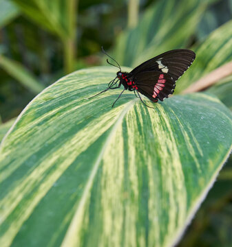 Pink Cattleheart butterfly on leaf