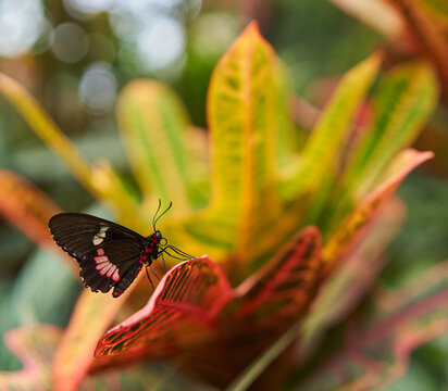 Pink Cattleheart butterfly on croton leaf