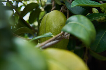 Stephanotis pod on leafy vine