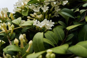 White jasmine flowers and buds