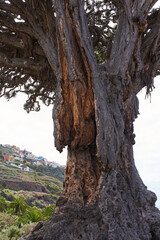 Trunk of Drago Milenario tree