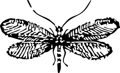 Vintage Butterfly Insect Illustration