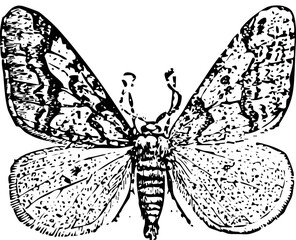 Vintage Butterfly Illustration, Black and White Vector