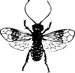 Vintage Insect Illustration