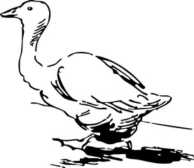 Vintage Duck Illustration