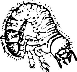 Vintage Insect Illustration