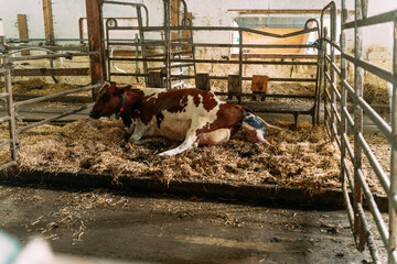 Cow giving birth to calf in a barn © Juanmarcos