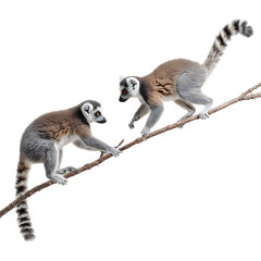 Obraz premium Two ringtailed lemurs interact while perched on a tree branch on transparent background