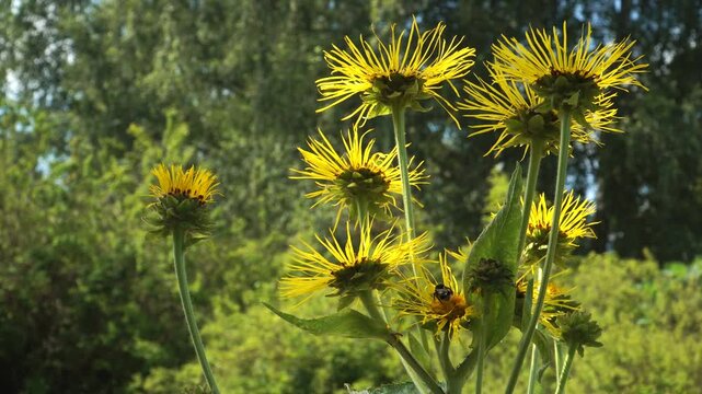 Elecampane flower heads (Inula helenium L.) bloom in golden glory, framed by lush greenery and warm sunlight in a detailed close-up of summer nature.