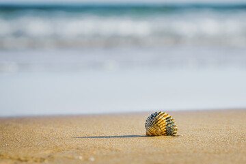 Seashell lying on the sand with blurred ocean waves in the background.