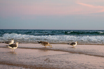 Seagulls standing on the wet sand by the shore as waves roll in under a pastel sky.