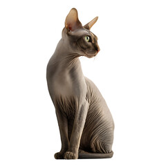 A brown sphinx cat with green eyes, isolated on a transparent background on transparent background