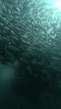 Binukbok jackfish swimming in sunlit ocean 