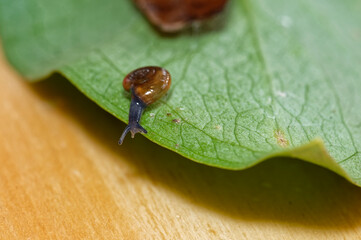 A little glass snail is about to glide under a leaf