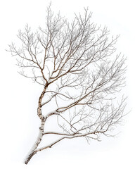 Obraz premium Snow covered birch tree branches winter scene