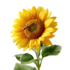 A sunflower with a bee collecting nectar isoleted on transparent background .