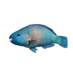 A vibrant blue and orange parrotfish glides through the water, isolated on white on transparent background