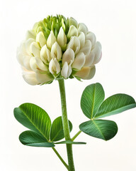 Obraz premium White clover flower blossom green leaves nature botanical