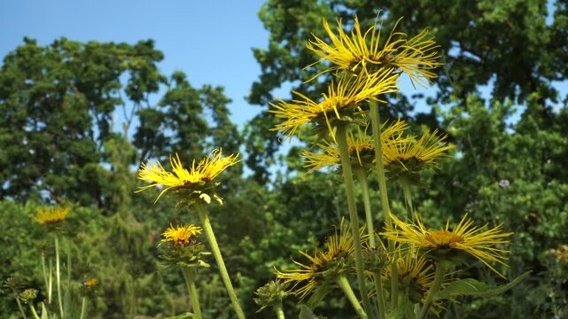 Tall Elecampane plants bloom with vivid yellow, spiky flower heads under clear blue skies, framed by lush greenery in a summer meadow habitat.
