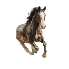 Obraz premium A horse in mid-stride, captured in motion