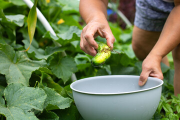 Harvesting Cucumber in a Lush Garden